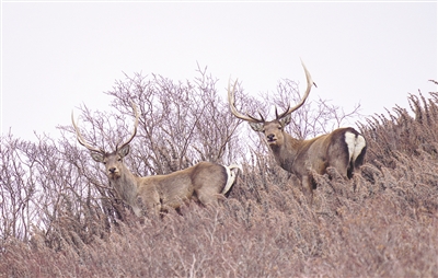 http://epaper.cenews.com.cn/tplimg/1/1/2023-02/15/08B/res04_attpic_brief.jpg